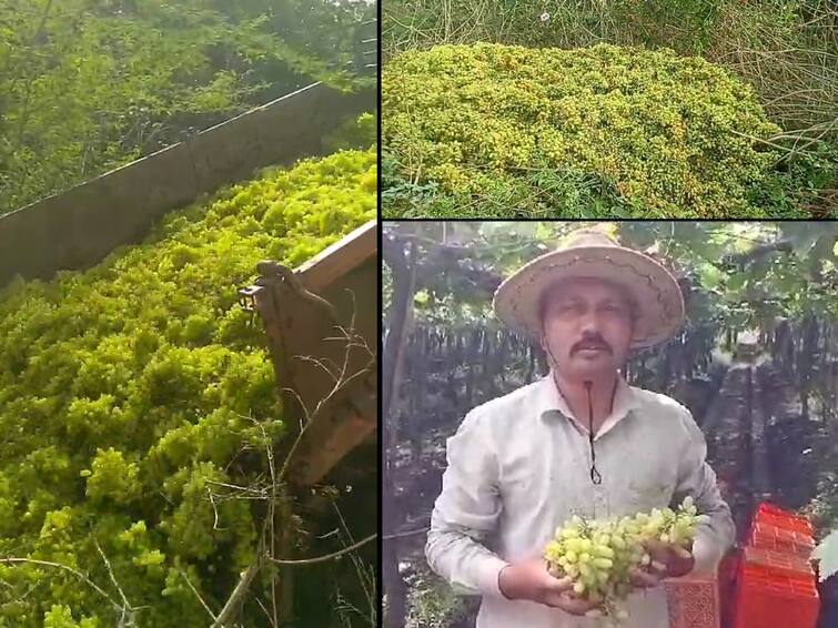 Unseasonal Rain Has Destroyed the Grapes Worth Lakhs of Rupees Were Thrown Away Due to Rotting Unseasonal Rain: अवकाळीनं हातातोंडाला आलेला घास हिरावला; लाखो रुपयांची द्राक्ष सडल्याने फेकून दिली