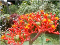 किस फल का बीज करता है जहर का काम! अगर ज्यादा खा लिए तो जा सकती है जान