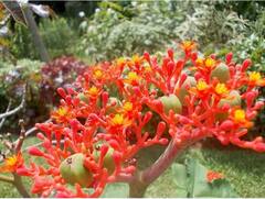 ਕਿਹੜੇ ਫਲ ਦਾ ਬੀਜ ਕਰਦਾ ਹੈ ਜ਼ਹਿਰ ਦਾ ਕੰਮ ? ਹੋ ਸਕਦੀ ਹੈ ਮੌਤ