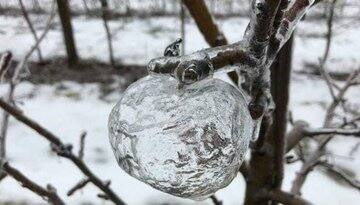 सेब सेहद के लिए बेहद फायदेमंद होता है. डॉक्टर भी इसे खाने की सलाह देते हैं. लेकिन क्या आपने कभी भूतिया सेब के बारे में सुना है? ये फल कहां उगता है और इसे कैसे खाया जाता है, शायद ही आप जानते होंगे.