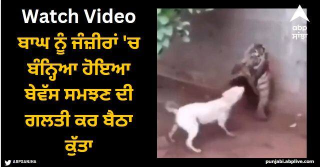 tiger attack on dog shocking video goes viral Viral Video: ਬਾਘ ਨੂੰ ਜੰਜ਼ੀਰਾਂ 'ਚ ਬੰਨ੍ਹਿਆ ਹੋਇਆ ਬੇਵੱਸ ਸਮਝਣ ਦੀ ਗਲਤੀ ਕਰ ਬੈਠਾ ਕੁੱਤਾ, ਅੱਗੇ ਜੋ ਹੋਇਆ ਉਹ ਦੇਖ ਕੇ ਕੰਬ ਜਾਵੇਗਾ ਰੂਹ