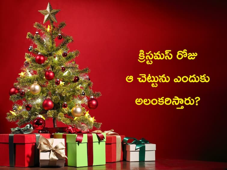 What is the origin of the christmas tree Christmas Tree: క్రిస్మస్ రోజు ఆ ట్రీ ఎందుకు పెడతారు? ఆ సాంప్రదాయం ఎలా మొదలైంది?