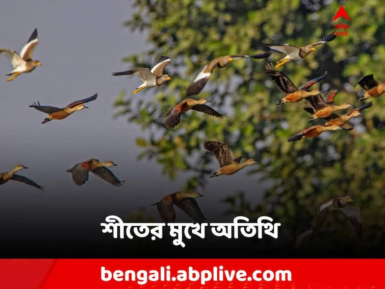 Jalpaiguri, Migratory birds flock to Jalpaiguri Pandapara waterbody before Winter Season, West Bengal Birds Jalpaiguri News: শীতের আগেই ভিড় করেছে 'অতিথি! কূজনে ঘুম ভাঙে পান্ডাপাড়ার