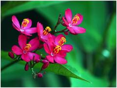 किस फल का बीज करता है जहर का काम! अगर ज्यादा खा लिए तो जा सकती है जान