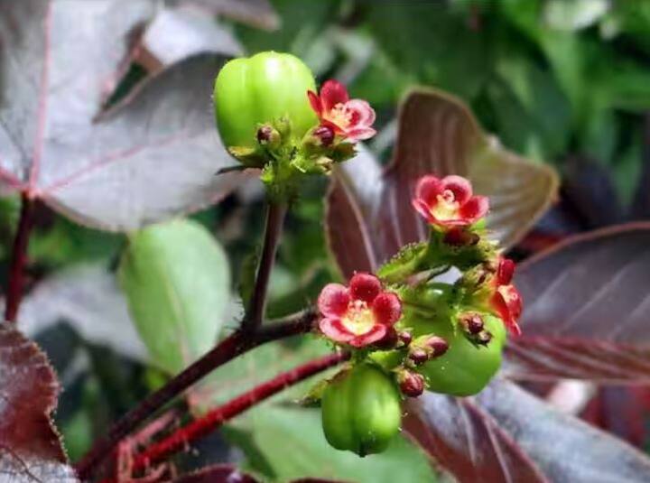 ਇਹ ਸੇਬ ਲਈ ਵੀ ਕਿਹਾ ਜਾਂਦਾ ਹੈ ਅਤੇ ਕਿਹਾ ਜਾਂਦਾ ਹੈ ਕਿ ਜੇਕਰ ਤੁਸੀਂ ਸੇਬ ਦੇ ਬੀਜ ਖਾਓ ਤਾਂ ਤੁਹਾਡੀ ਮੌਤ ਹੋ ਸਕਦੀ ਹੈ। ਖੈਰ, ਇਹ ਕੁਝ ਹੱਦ ਤੱਕ ਸੱਚ ਹੈ, ਤਾਂ ਆਓ ਜਾਣਦੇ ਹਾਂ ਇਸਦੀ ਸੱਚਾਈ।