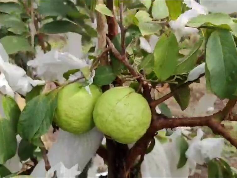 Farmer Success Stories Production of guava worth  24 lakh in three acres in Dharashiv abpp Farmer Success Stories : गुरुजी मानलं तुम्हाला! तीन एकरात तब्बल 24 लाख रुपयांच्या पेरूचं उत्पादन, शिक्षकाचा यशस्वी प्रयोग
