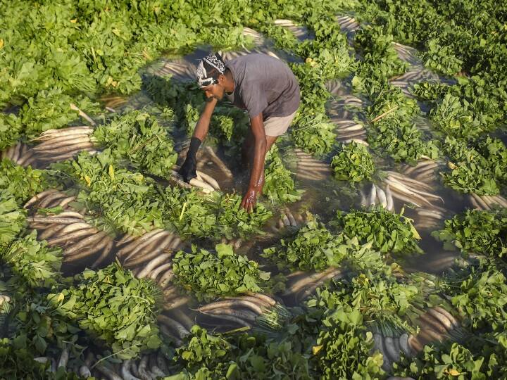 Winter Farming: ખેડૂત ભાઈઓ શિયાળાની ઋતુમાં અહીં જણાવેલ શાકભાજી ઉગાડી શકે છે. આ પાકની ખેતી કરીને ખેડૂત ભાઈઓને મોટો નફો મળશે.