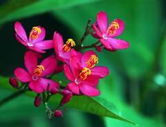 ਕਿਹੜੇ ਫਲ ਦਾ ਬੀਜ ਕਰਦਾ ਹੈ ਜ਼ਹਿਰ ਦਾ ਕੰਮ ? ਹੋ ਸਕਦੀ ਹੈ ਮੌਤ