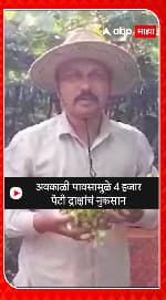 Sangli Grapes Issue : अवकाळी पावसामुळे 4 हजारपेटी द्राक्षांचं नुकसान
