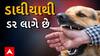 Rajkot News : રાજકોટમાં રખડતા શ્વાને લીધો 4 વર્ષની બાળકીનો જીવ