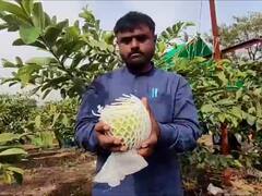 यशोगाथा! तीन एकरात तब्बल 24 लाख रुपयांच्या पेरूचं उत्पादन