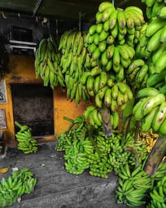 Elaichi Bananas: छोटी इलायची केळी करते आपले मोठ्या आजारांपासून संरक्षण.