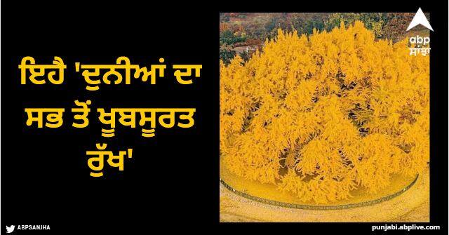 world most beautiful tree 800 year old ginkgo tree south korea Viral News: ਇਹੈ 'ਦੁਨੀਆਂ ਦਾ ਸਭ ਤੋਂ ਖੂਬਸੂਰਤ ਰੁੱਖ', 800 ਸਾਲ ਪੁਰਾਣਾ, ਇੰਝ ਲੱਗਦਾ ਜਿਵੇਂ ਸੋਨੇ ਦਾ ਬਣਿਆ ਹੋਵੇ...!