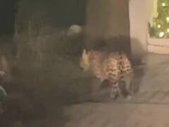 दिल्ली के सैनिक फार्म में फिर दिखा तेंदुआ, लोगों का घर से निकलना हुआ मुश्किल