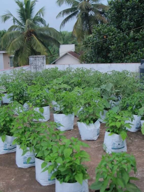 घर की छत पर उगाएं ये सब्जियां, होगा तगड़ा मुनाफा