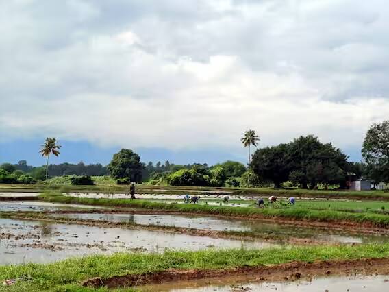 Farmers are intensive in paddy cultivation work for second phase cultivation in Kambam valley area TNN கம்பம் பள்ளத்தாக்கு பகுதியில் 2ஆம் போக சாகுபடிக்கான நெல் விவசாய பணிகளில் விவசாயிகள் தீவிரம்
