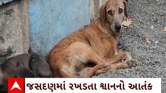 Gujarat News : જસદણમાં રખડતા શ્વાનનો આતંક, છેલ્લા 3 દિવસમાં 44 લોકોને ભર્યા બાચકા