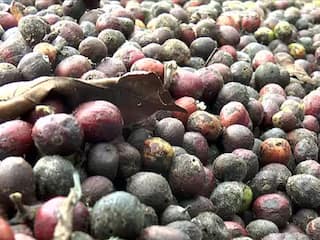 சிறுமலையில் நலிவடையும் காபி விவசாயம்; இடைத்தரகர்களால் நஷ்டம் - விவசாயிகள் வேதனை