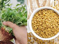 Health: માત્ર ડાયાબિટિસ જ નહિ આ તમામ બીમારીનો લાજવાબ ઇલાજ છે, આ એક ચમચી દાણા