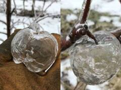 In Photos: ये है दुनिया का सबसे अजीबोगरीब 'फल', कहा जाता है 'भूतिया सेब', खा भी नहीं सकता कोई!