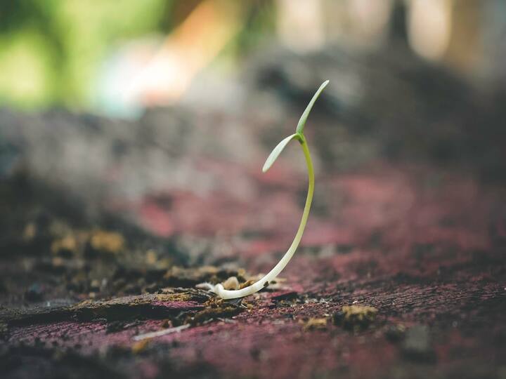 World Soil Day : मातीची सुपीकता नष्ट होत चालली आहे. तीचे जतन करणे हे आपले कर्तव्य आहे.त्यामुळे मानवाच्या अधिवासासाठी  मातीचं आरोग्य जपत संवर्धन करणे आवश्यक आहे.