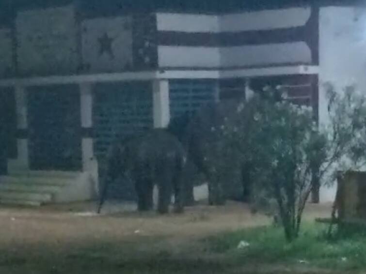 Wild elephants broke into a ration shop and tasted rice and sugar near Coimbatore கோவை அருகே ரேசன் கடையை உடைத்து அரிசி, சர்க்கரையை ருசித்த காட்டு யானைகள் ; கிராம மக்கள் அச்சம்!