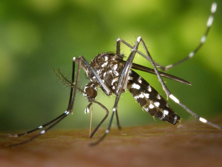 Indonesia planned to breed good mosquitoes to combat dengue Indonesia Mosquitoes : దోమలను పెంచేందుకు ఇండోనేషియా ప్రభుత్వం నిర్ణయం - ప్రజా వ్యతిరేకతతో ఆగిన ప్లాన్