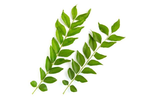Curry Leaves Benefits : पोषक तत्वांनी युक्त कढीपत्ता रोज खाल्ल्याने शरीराला खूप फायदे होतात, याचे फायदे आणि तोटे जाणून घ्या. (Image Source : istock)