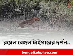 মরশুমের শুরুতেই রয়্যাল বেঙ্গল টাইগারের দর্শন পেলেন পর্যটকরা