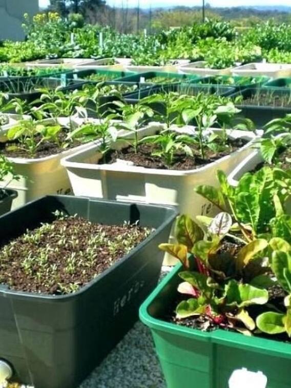 छत पर कर लें ये खेती, होगी एक्स्ट्रा कमाई!