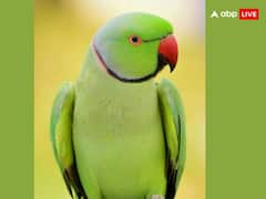 Pet Astrology: घर में तोता पालने से क्या होता है, कौन सा ग्रह देता है शुभ फल