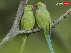 Pet Astrology: घर में तोता पालने से क्या होता है, कौन सा ग्रह देता है शुभ फल