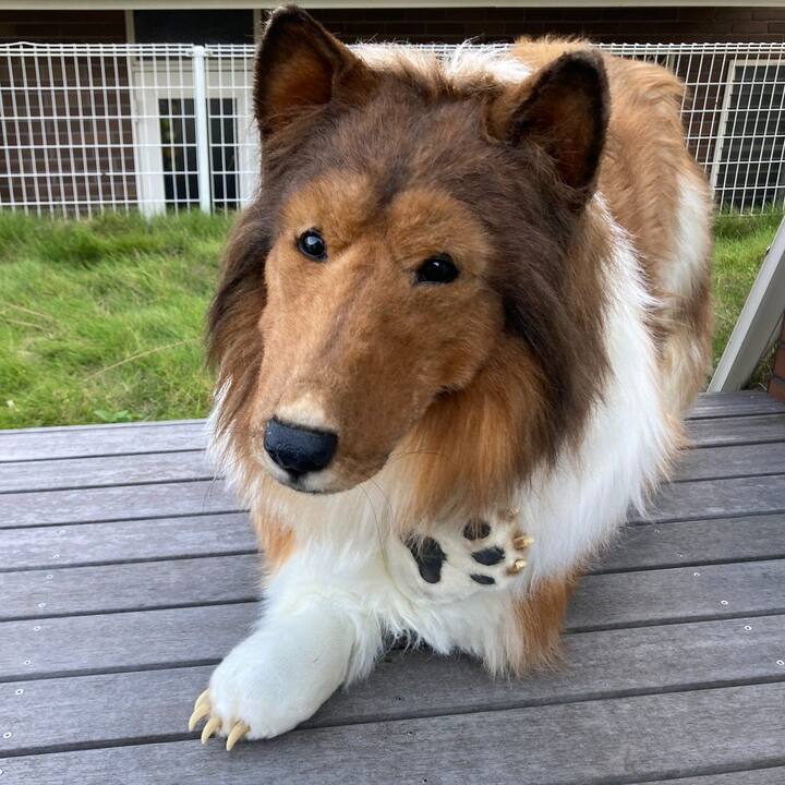 'आई वांट टू बी एन एनिमल' नाम के अपने चैनल पर अक्सर क्लिप पोस्ट करता रहता है.शख्स कुत्ते की तरह खाना खाता है और उसी तरह से बिहेव भी करता है.