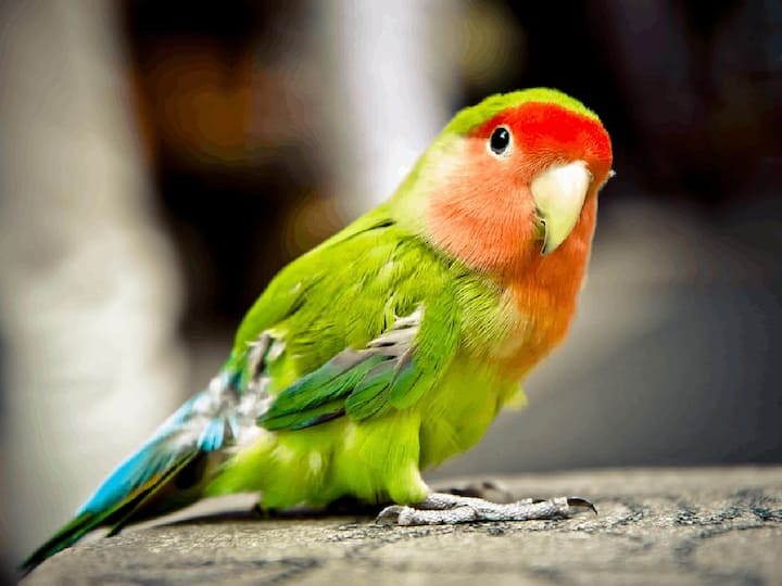 Benefits Of Parrot : घरात पोपट पाळणे योग्य आहे का? जाणून घ्या सविस्तर...