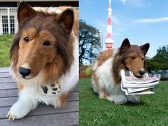 In Photos: कुत्ता बनने के लिए शख्स ने खर्च कर डाले 12 लाख रुपये, फिर भी इस टेस्ट में हो गया फेल, वजह चौंकाने वाला है!