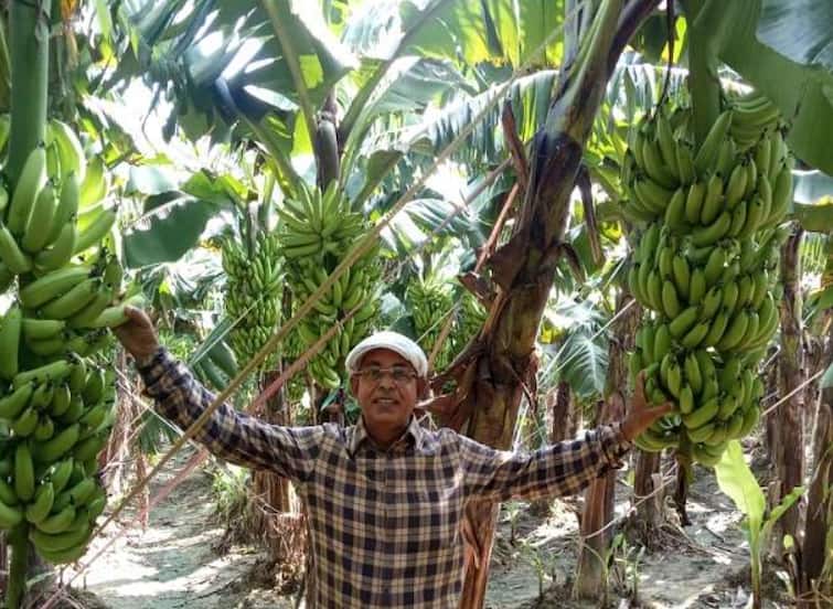 Agriculture News News Eighth pass farmer successful experiment in banana farming Uttar Pradesh आठवी पास शेतकऱ्याचं 'यशस्वी मॉडेल', लाखो शेतकऱ्यांचं बदलंल नशीब; पद्मश्री पुरस्कारप्राप्त केळी मॅनची यशोगाथा