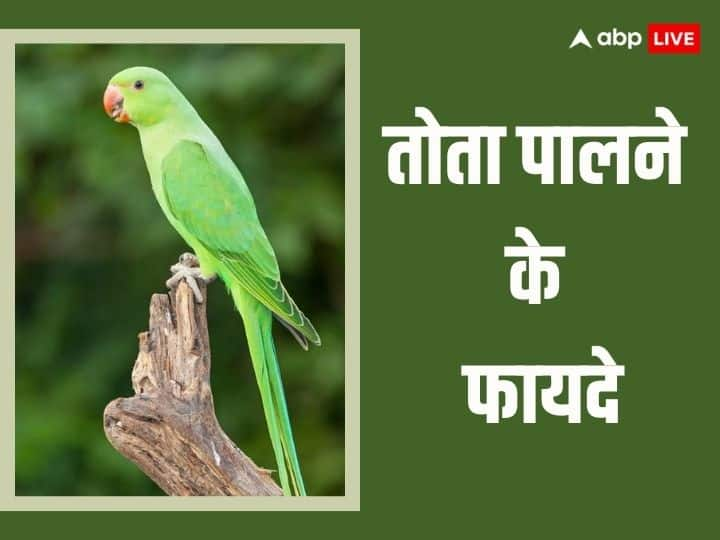 Pet Astrology:  घर में तोता रखना या तोता पालना बहुत शुभ माना जाता है. तोता का संबंध एक ग्रह से है. अगर आप घर में तोता पालते हैं तो आपका यह ग्रह मजूबत होता है. आइये जानें तोता पालने के फायदे.