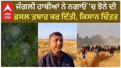 Wild Elephants। ਜੰਗਲੀ ਹਾਥੀਆਂ ਨੇ ਨਗਾਓਂ 'ਚ ਝੋਨੇ ਦੀ ਫ਼ਸਲ ਤਬਾਹ ਕਰ ਦਿੱਤੀ, ਕਿਸਾਨ ਚਿੰਤਤ