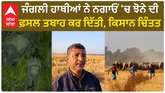 Wild Elephants। ਜੰਗਲੀ ਹਾਥੀਆਂ ਨੇ ਨਗਾਓਂ 'ਚ ਝੋਨੇ ਦੀ ਫ਼ਸਲ ਤਬਾਹ ਕਰ ਦਿੱਤੀ, ਕਿਸਾਨ ਚਿੰਤਤ