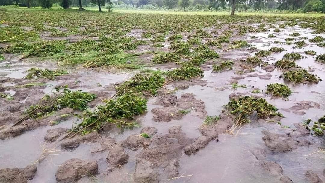 Unseasonal Rain News Damage crops gram wheat tur crops along with vegetables due to Heavy rain Grape farmers are also affected Unseasonal Rain : अवकाळी पावसामुळे बळीराजा रडकुंडीला! भाजीपाल्यासह हरभरा, गहू, तूर पिकाचं मोठ नुकसान; द्राक्ष बागायतदारांनाही फटका