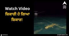 Viral Video: ਸ਼ਿਕਾਰੀ ਹੇ ਗਿਆ ਸ਼ਿਕਾਰ! ਪਾਣੀ 'ਚ ਇਕੱਲਾ ਤੈਰ ਰਿਹਾ ਮਗਰਮੱਛ, ਫਿਰ ਆਈਆਂ ਦਰਜਨਾਂ ਸ਼ਾਰਕਾਂ, ਭਿਆਨਕ ਨਜ਼ਾਰਾ!