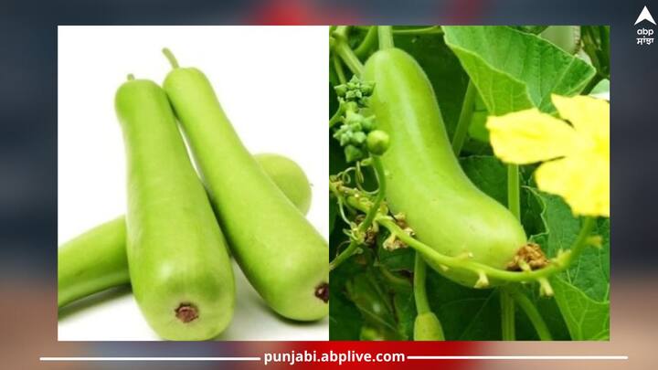 Bottle Gourd:ਕੀ ਤੁਸੀਂ ਜਾਣਦੇ ਹੋ ਕਿ ਇਨ੍ਹਾਂ 5 ਚੀਜ਼ਾਂ ਦੇ ਨਾਲ ਘੀਏ ਦਾ ਸੇਵਨ ਕਰਨਾ ਸਾਡੀ ਸਿਹਤ ਲਈ ਹਾਨੀਕਾਰਕ ਹੋ ਸਕਦੈ। ਅੱਜ ਅਸੀਂ ਤੁਹਾਨੂੰ ਦੱਸਦੇ ਹਾਂ ਕਿ ਤੁਹਾਨੂੰ ਕਿਹੜੀਆਂ ਚੀਜ਼ਾਂ ਦੇ ਨਾਲ ਘੀਏ ਦਾ ਸੇਵਨ ਨਹੀਂ ਕਰਨਾ ਚਾਹੀਦਾ।