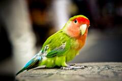 Benefits Of Parrot : घरात पोपट पाळणे योग्य आहे का? जाणून घ्या सविस्तर...