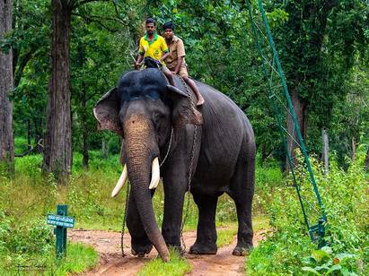 Mysuru Dasara Elephant Arjuna is no more by wild elephant attack Mysuru Dasara Elephant Arjuna: எட்டு முறை அம்பாரியை தூக்கி சுமந்த அர்ஜூனா யானை.. வன அதிகாரிகளை காப்பாற்ற உயிரைவிட்ட சோகம்..!