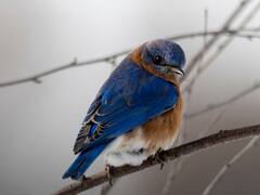 इंसान कुर्सी पर झपकी लेने भर से गिर पड़ता है, लेकिन पक्षी पेड़ पर सोते वक्त भी नहीं गिरते? जानें साइंस