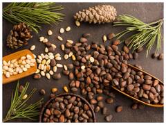 सर्दियों में जरूर खाएं ये 5 सीड्स, शरीर रहेगा गर्म और मिलेगा सारा न्यूट्रिशन