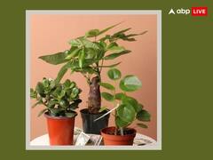 Vastu Tips 2024: नए साल पर घर में लगाएं ये 5 पेड़-पौधे, चमक जाएगी किस्मत