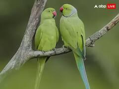 Astrology: ઘરમાં પોપટ પાળવાથી શું થાય છે, કયા ગ્રહો આપે છે શુભ ફળ, જાણો