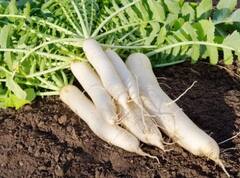 Radish: ਆਓ ਜਾਣਦੇ ਹਾਂ ਮੂਲੀ ਖਾਣ ਦਾ ਸਹੀ ਸਮੇਂ, ਫਾਇਦੇ ਅਤੇ ਕਿਹੜੇ ਲੋਕਾਂ ਨੂੰ ਕਰਨਾ ਚਾਹੀਦੈ ਪ੍ਰਹੇਜ਼