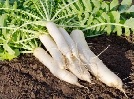 ਉੱਠਣ-ਬੈਠਣ ਵੇਲੇ ਗੋਡੇ ਦੀਆਂ ਜਾਂ ਹੱਥ ਉੱਪਰ-ਹੇਠਾਂ ਕਰਨ ਵੇਲੇ ਮੋਢੇ ਦੀਆਂ ਹੱਡੀਆਂ ਦੇ ਕੜਕਣ ਦੀ ਆਵਾਜ਼ ਆਉਂਦੀ ਹੋਵੇ ਤਾਂ ਰੋਜ਼ਾਨਾ ਅੱਧਾ ਕੱਪ ਮੂਲੀ ਦਾ ਰਸ ਪੀਓ।